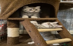 British Shorthair cats for sale: Beautiful BSH Kittens - Image 26
