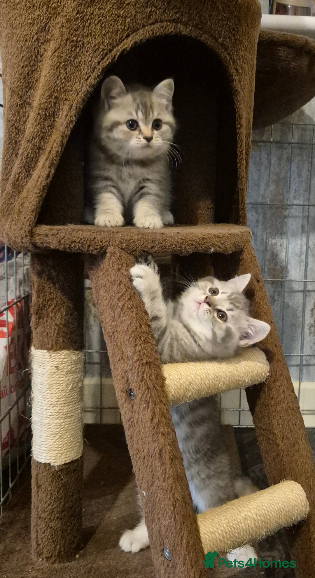 British Shorthair cats for sale: Beautiful BSH Kittens - Image 26
