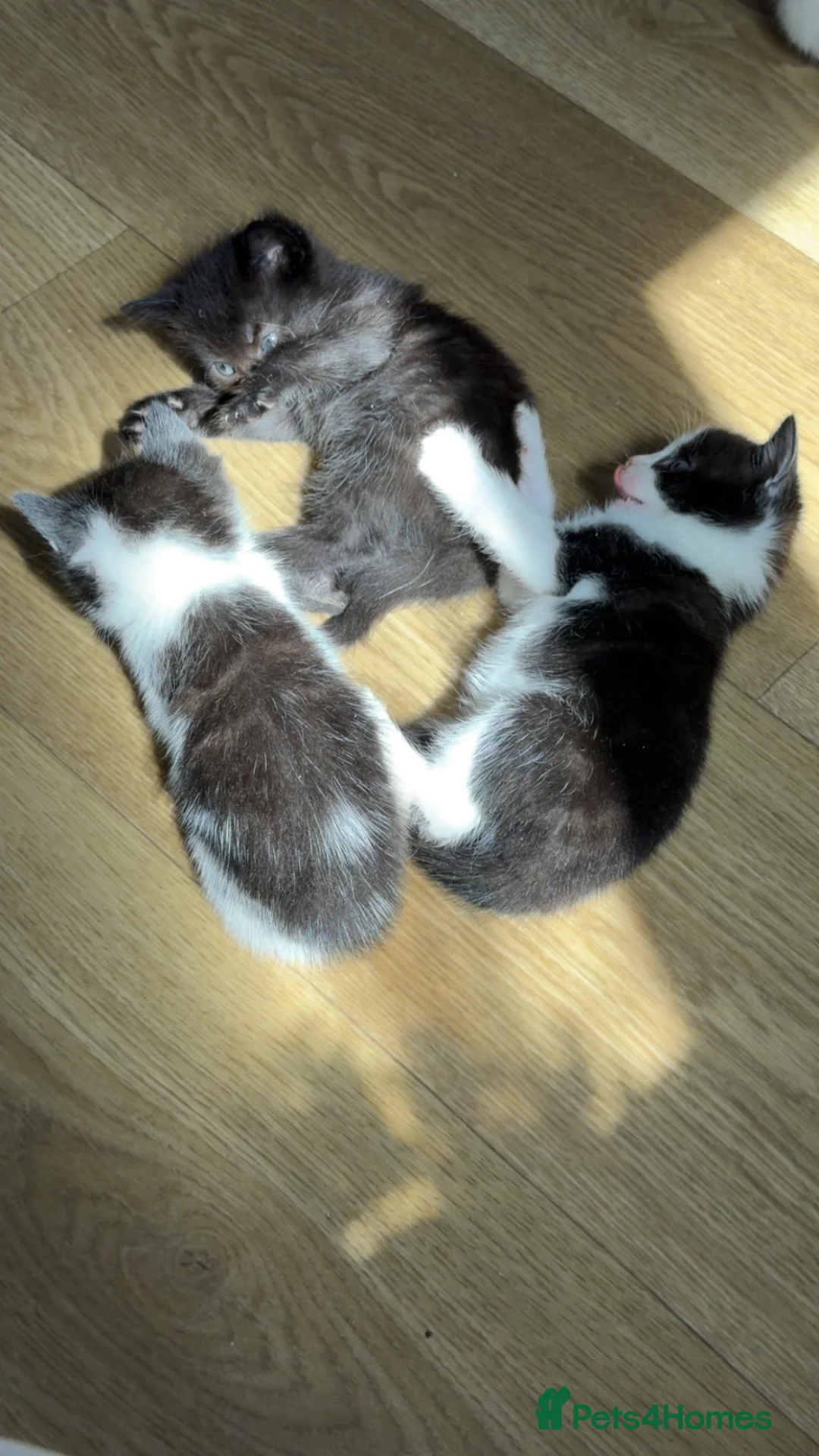 Mixed Breed cats for sale: tuxedo kittens for sale  in Ipswich - Advert 2