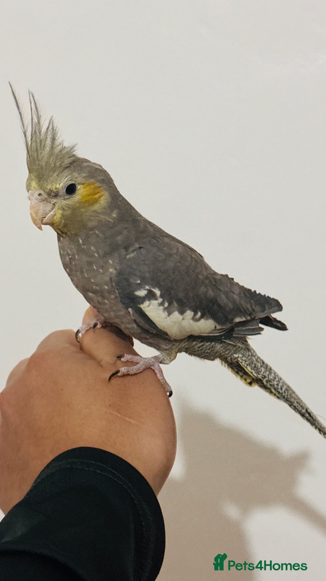 Cockatiels birds for sale: Young tame cockatiel for sale  - Advert 1