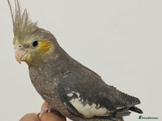 Cockatiels birds Young tame cockatiel for sale - Advert 1