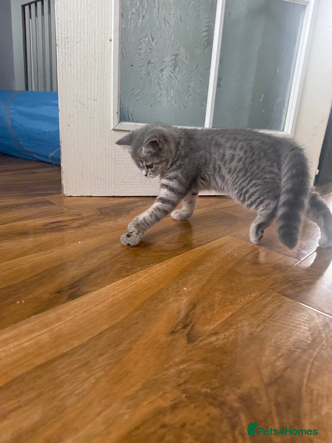 Scottish Fold cats for sale: Scottish fold kitten  - Image 11