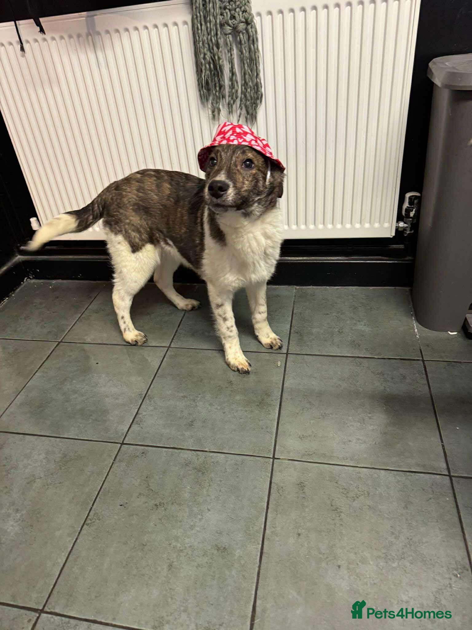 Mixed Breed dogs Crumbs for adoption - Advert 1