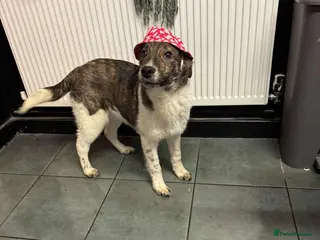 Mixed Breed dogs Crumbs for adoption - Advert 1