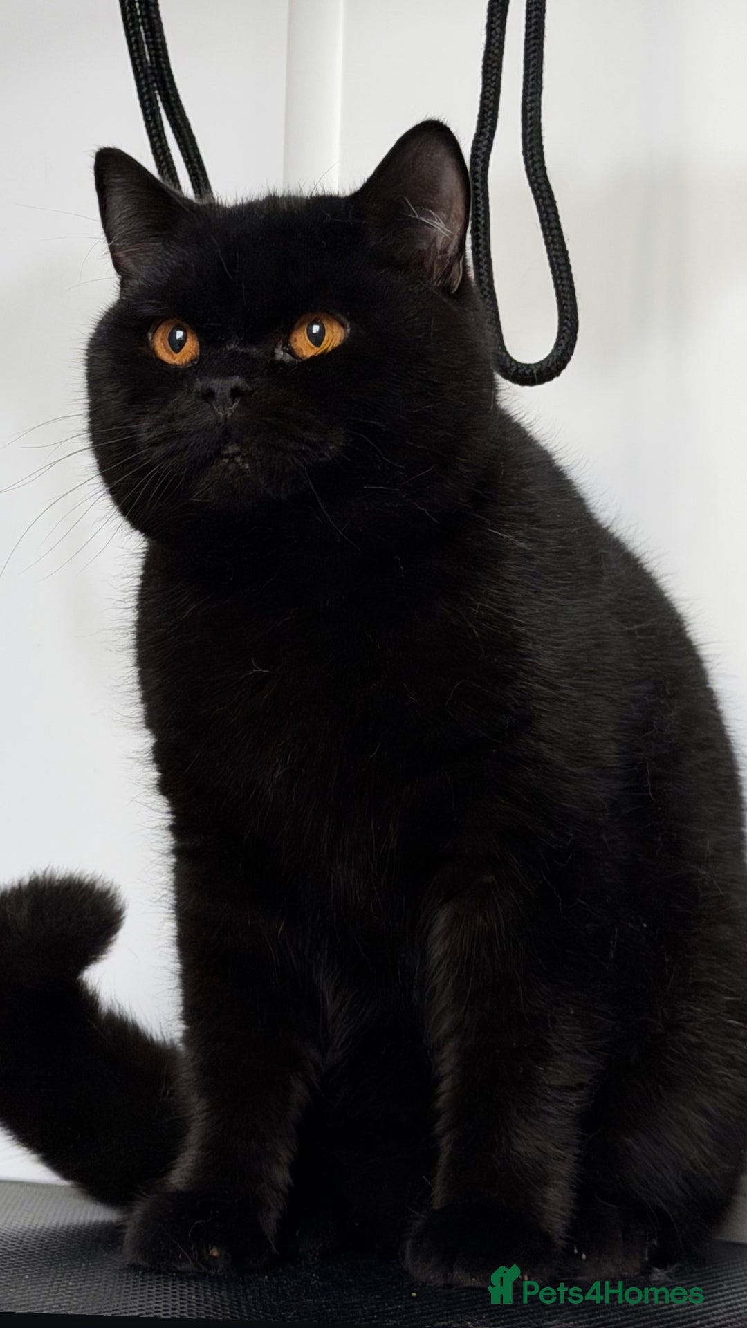 British Shorthair cats for sale: Beautiful black BSH  - Advert 1