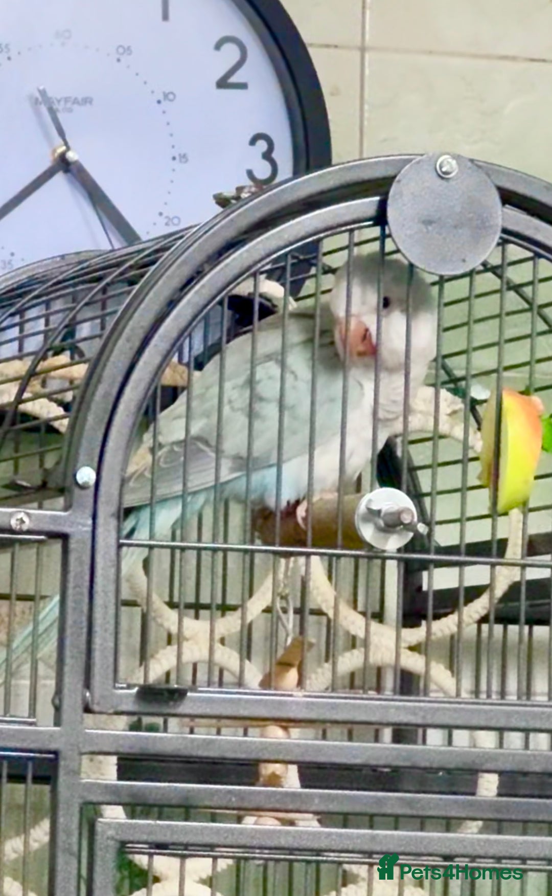 Parakeets birds for sale: Pretty Baby Quaker Monk parakeet male - Image 2