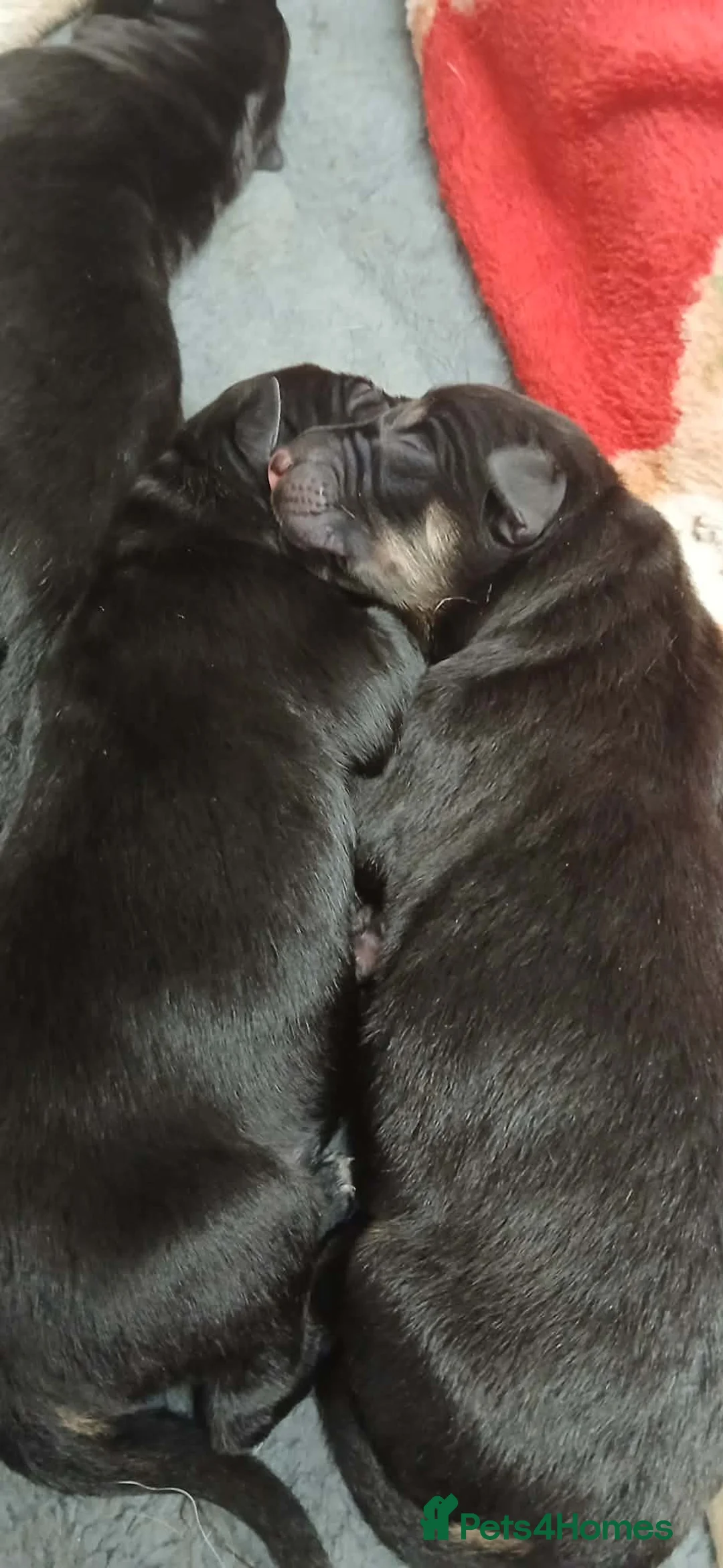 German Shepherd dogs for sale: German shepards puppies - Advert 6