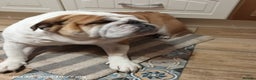 English Bulldog dogs for sale: Miss Oya - Advert 2
