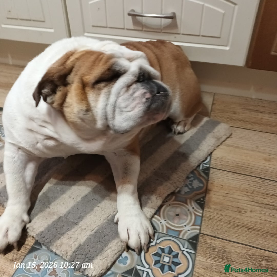 English Bulldog dogs for sale: Miss Oya - Advert 2