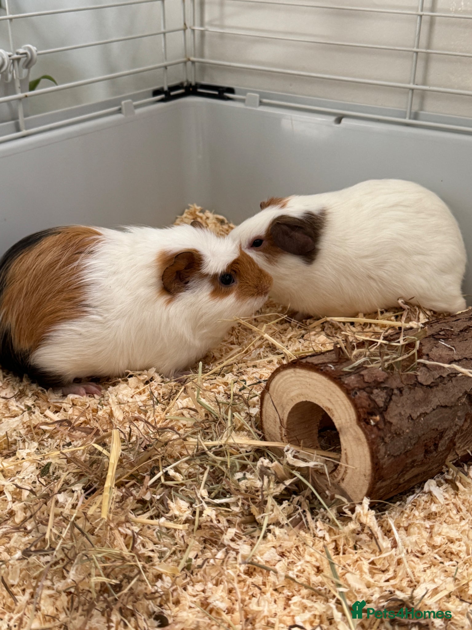 Guinea Pig rodents 2 male guinea pigs for sale - Advert 1