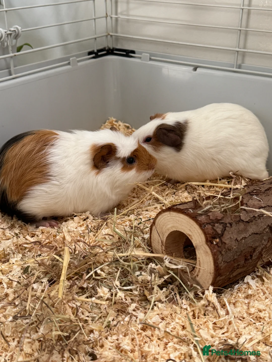 Guinea Pig rodents for sale: 2 male guinea pigs for sale - Advert 1