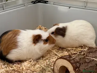 Guinea Pig rodents 2 male guinea pigs for sale - Advert 1