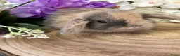Mini Lop rabbits for sale: Mini Lop Bunnies - Advert 4