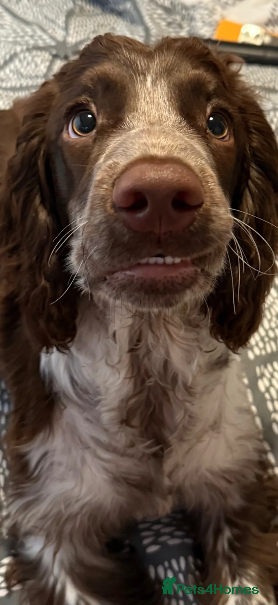 Cocker Spaniel dogs for sale: Cocker spaniel in Sittingbourne - Advert 6