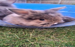 Mini Lion Lop rabbits for sale: Baby mini lion lop *PLEASE READ* - Image 7