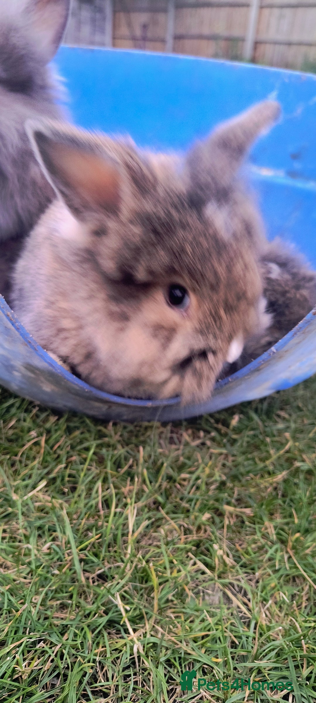 Mini Lion Lop rabbits for sale: Baby mini lion lop *PLEASE READ* - Image 7