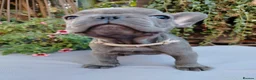 French Bulldog dogs for sale: 🐾 FRENCH BULLDOG PUPPIES | OUTSTANDING PEDIGREE • - Advert 32