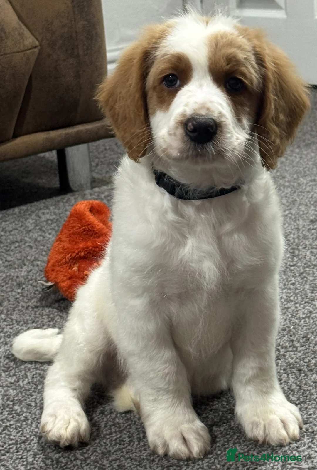 Australian Labradoodle dogs for sale: Multi-Gen Australian Labradoodle Puppies - Advert 33