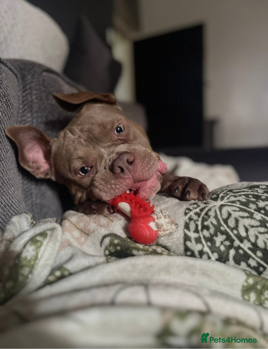 American Bully dogs for sale: One year old pocket bully  - Advert 7