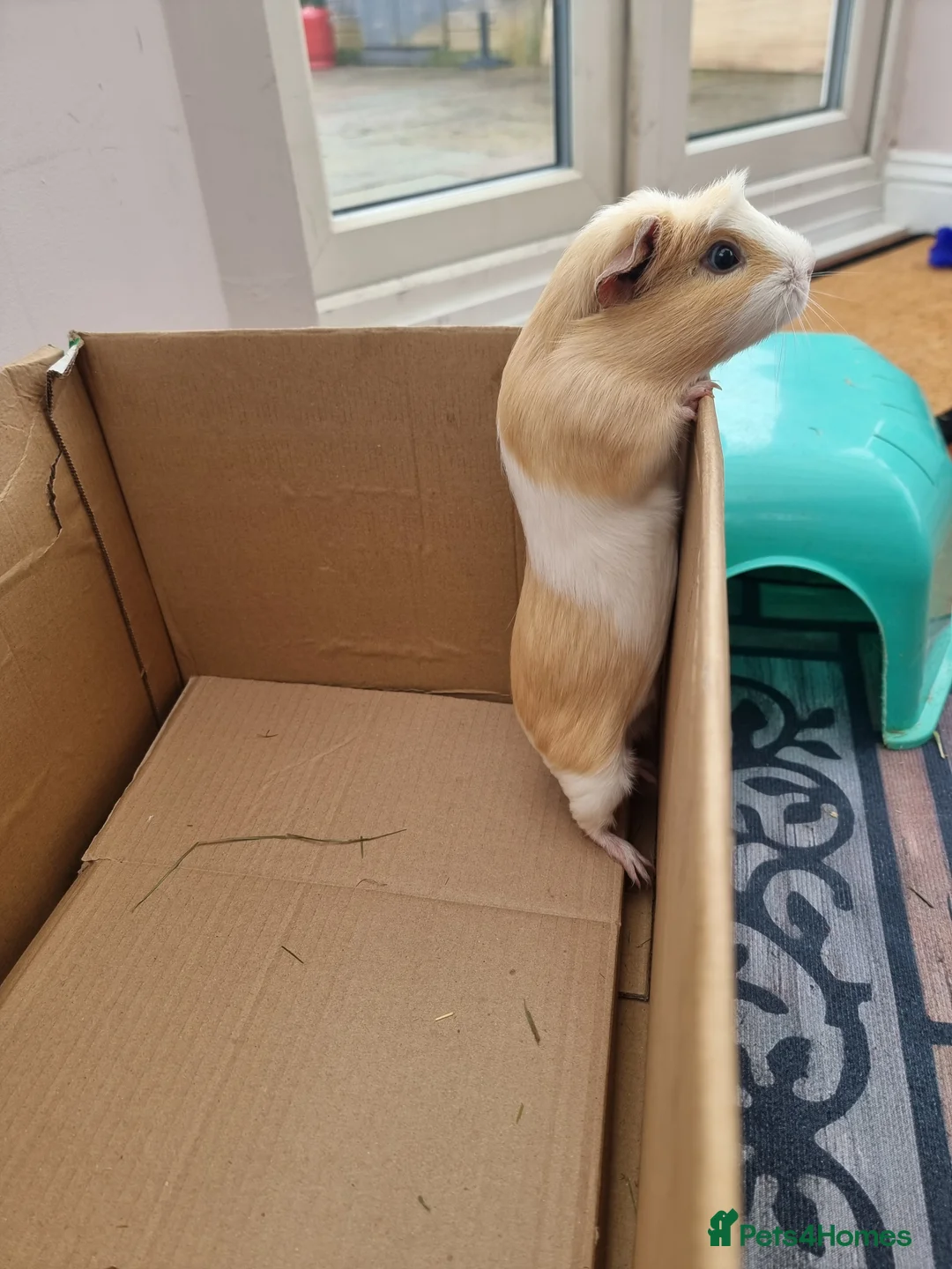 Guinea Pig rodents for sale: 6 Healthy Young Guineas for sale  - Advert 6