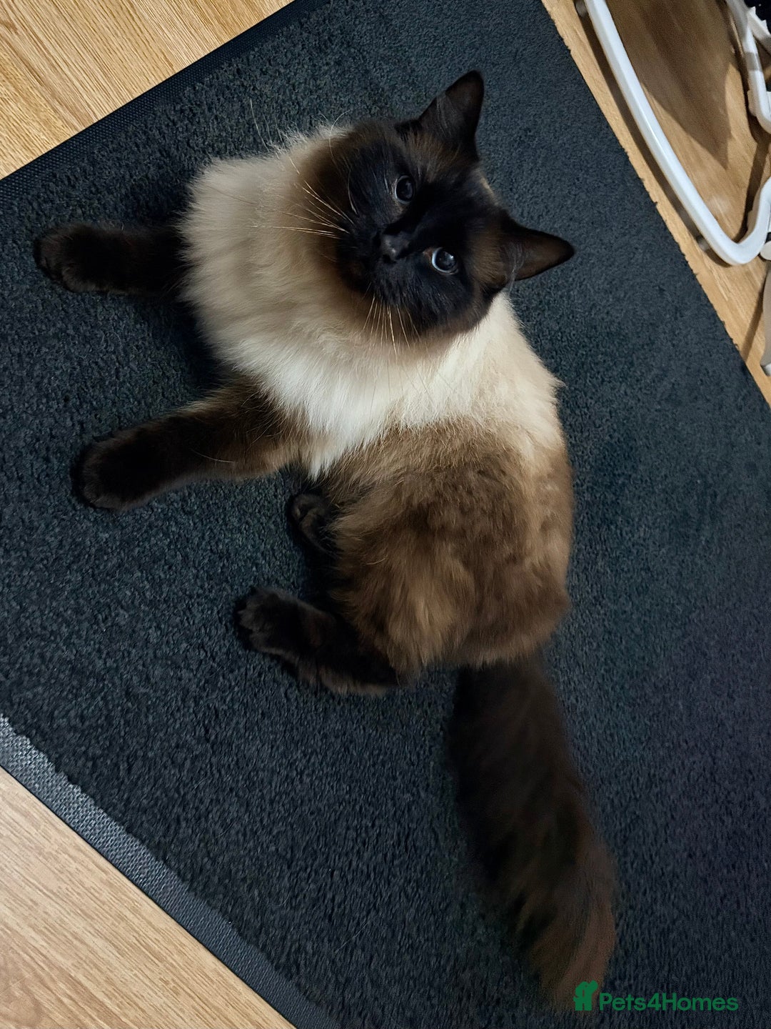 Ragdoll cats for sale: Sage - 4 year old Ragdoll - Advert 12