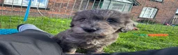 Doxiepoo dogs for sale: Doxiepoo girl just turned 8 weeks  - Advert 6