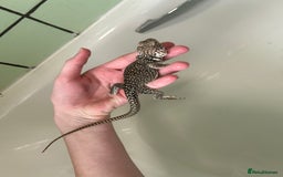 Lizard reptiles for sale: Colored lizards and cage  - Image 1