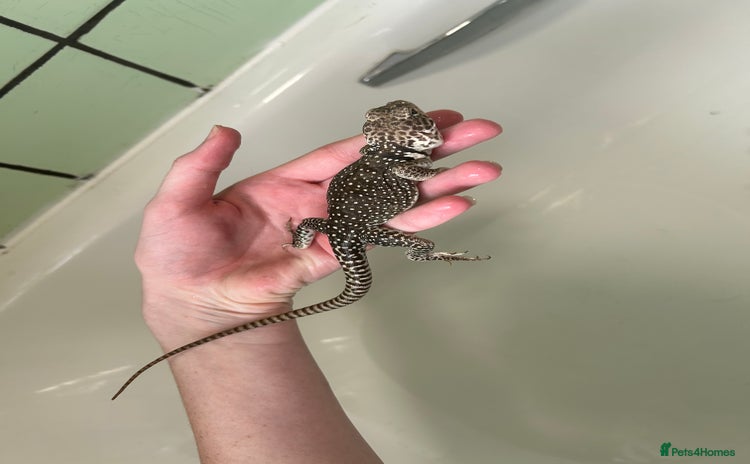 Lizard reptiles - Advert 1