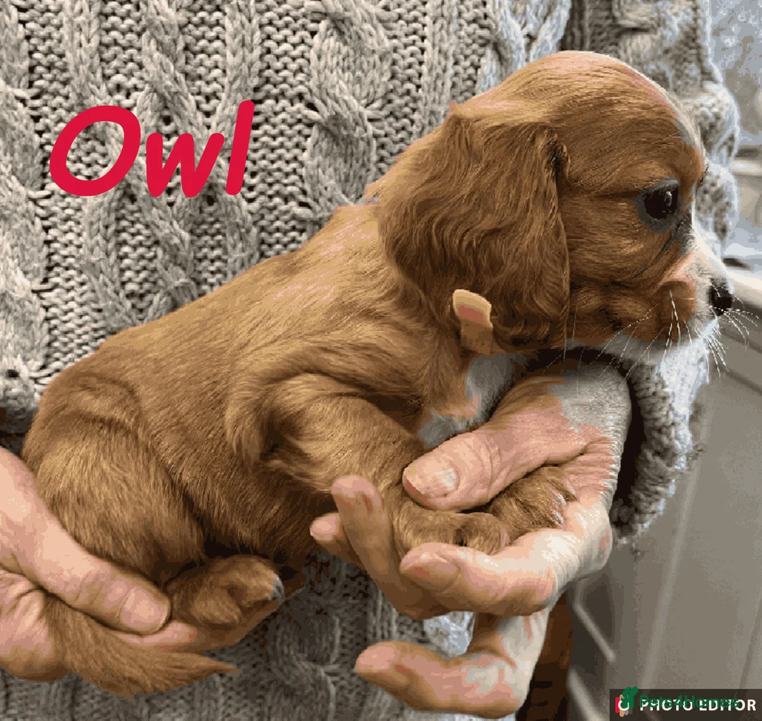 Cockalier dogs for sale: Adorable Cockalier Puppies - Advert 5