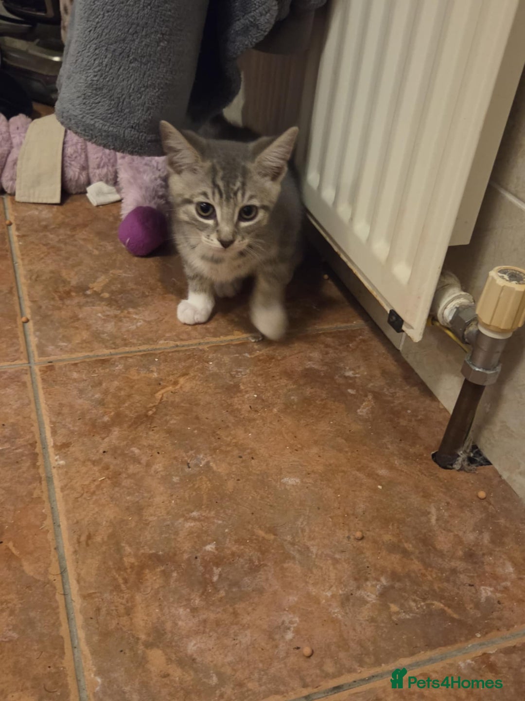 Mixed Breed cats for sale: Beautiful kittens available  - Image 4
