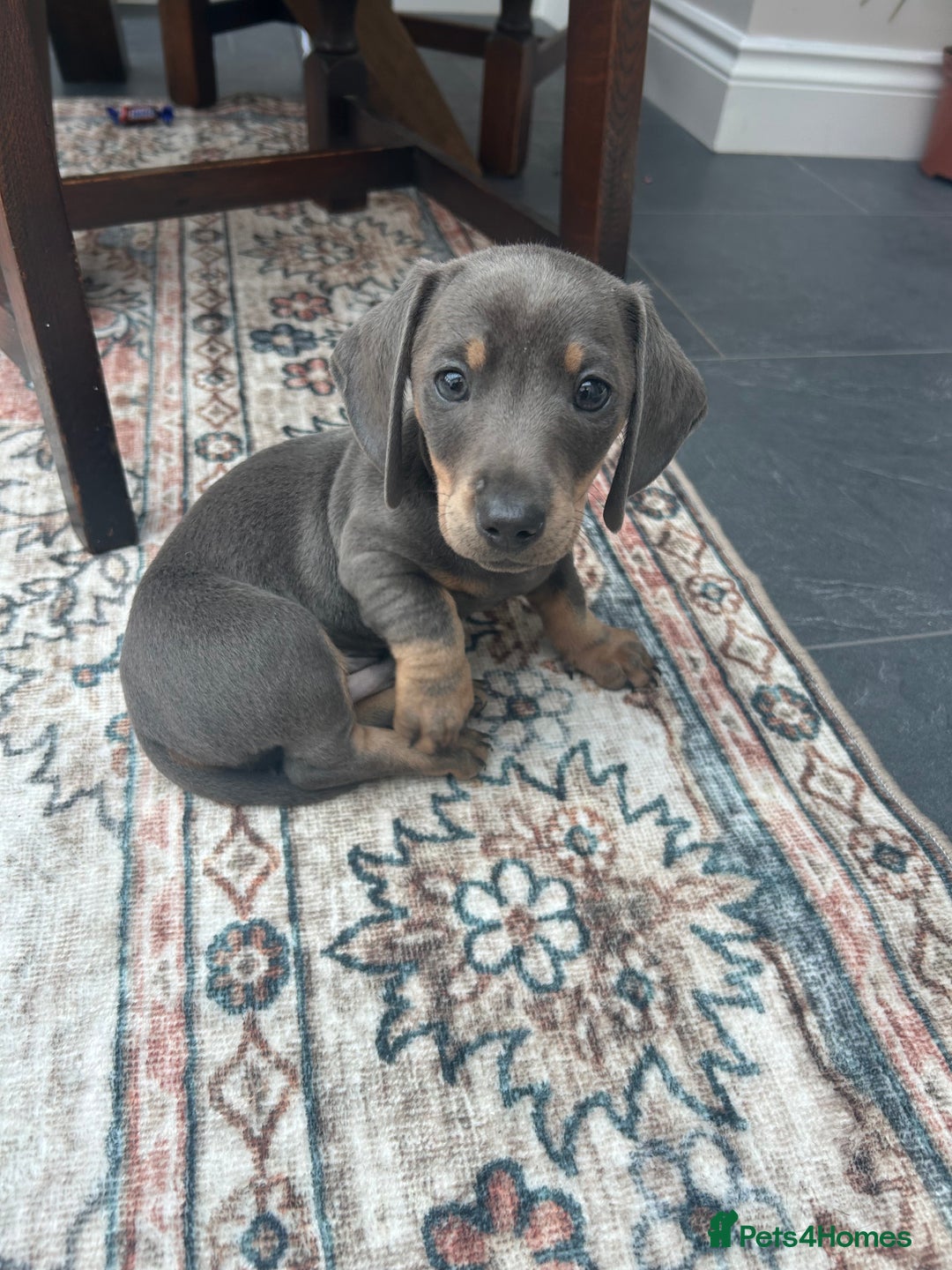 Miniature Dachshund dogs for sale: Miniature dachshund puppy’s  - Advert 14