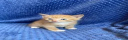 Maine Coon cats for sale: Mainecoon x  - Advert 22