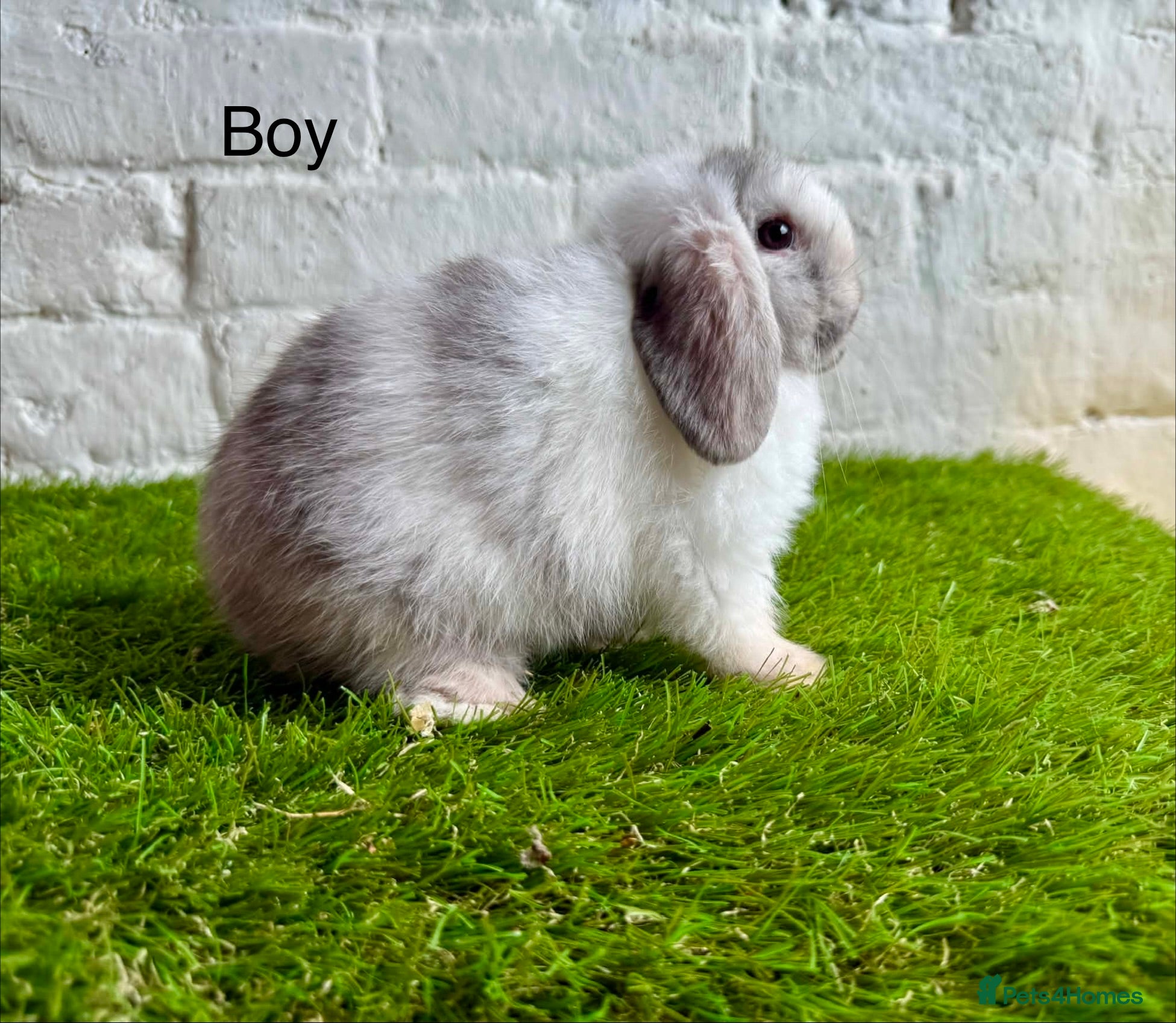 Mini Lop rabbits Stunning Mini Lops ready to leave now  - Advert 2