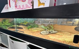 Bearded Dragon reptiles for sale: Pigmy Bearded dragon and home £100 - Image 5