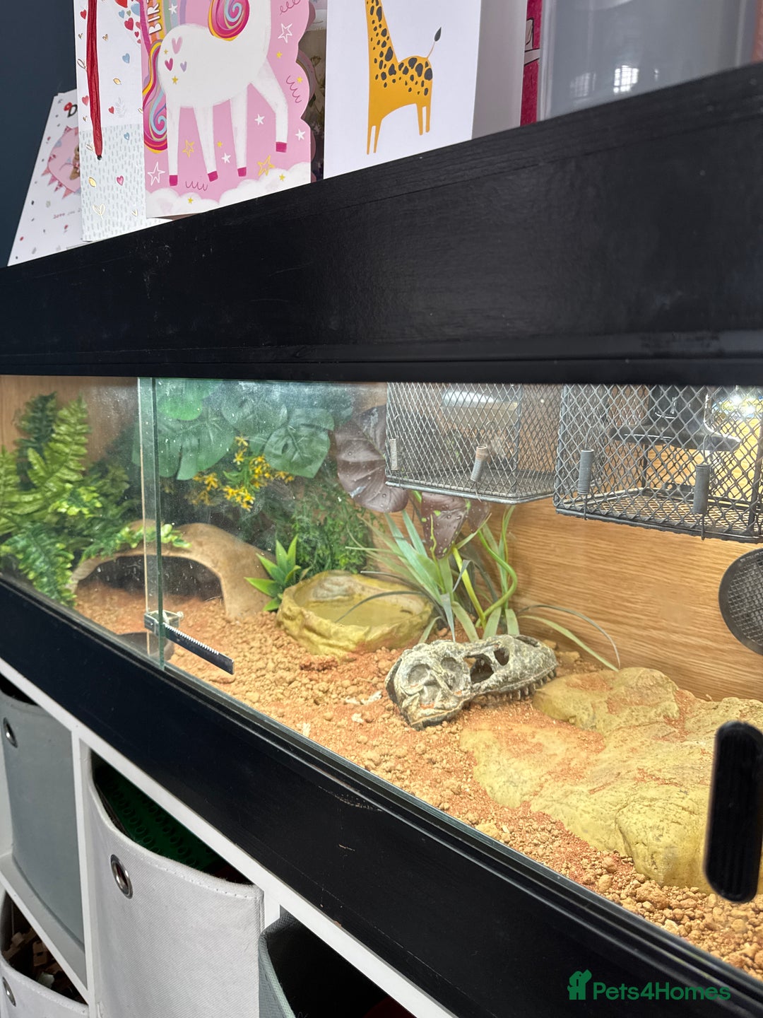 Bearded Dragon reptiles for sale: Pigmy Bearded dragon and home £100 - Image 5