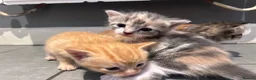 Mixed Breed cats for sale: Beautiful mixed litter for sale  - Advert 13