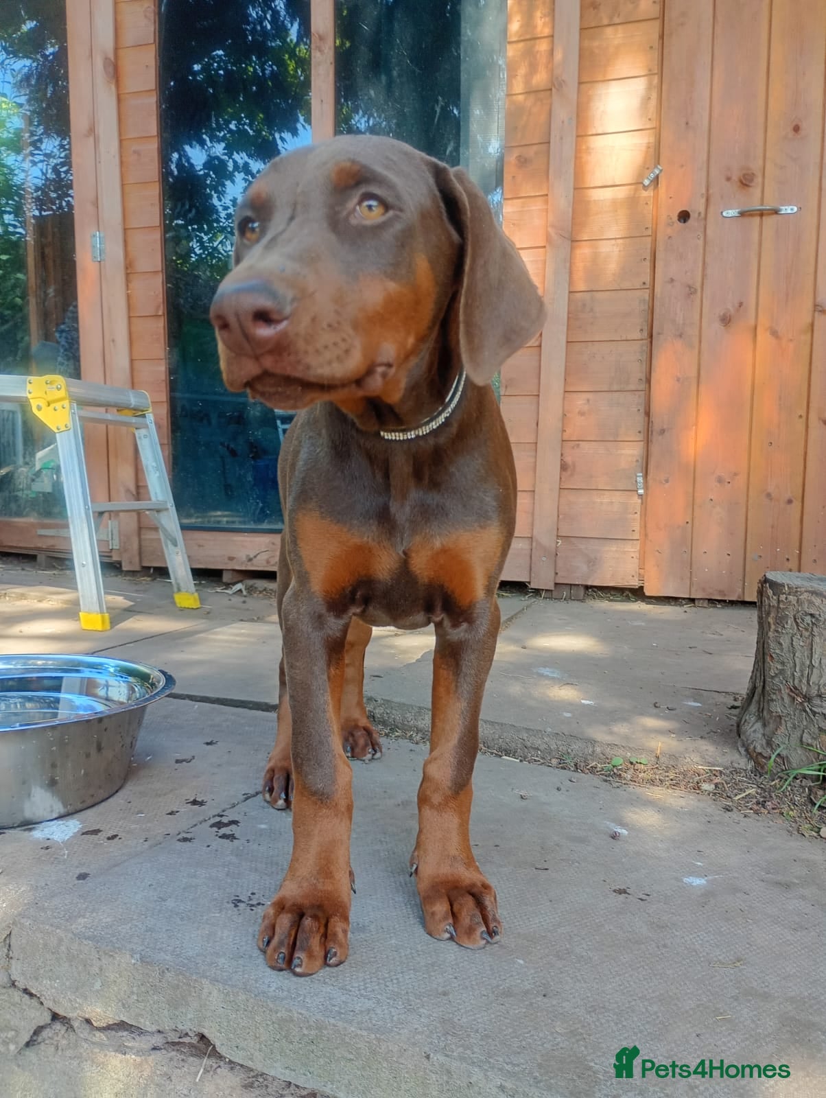 Dobermann dogs 🐕🐾 KC'D Superb little Girl Ready Now! 🏆 🐾 - Advert 5