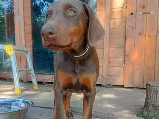 Dobermann dogs 🐕🐾 KC'D Superb little Girl Ready Now! 🏆 🐾 - Advert 5