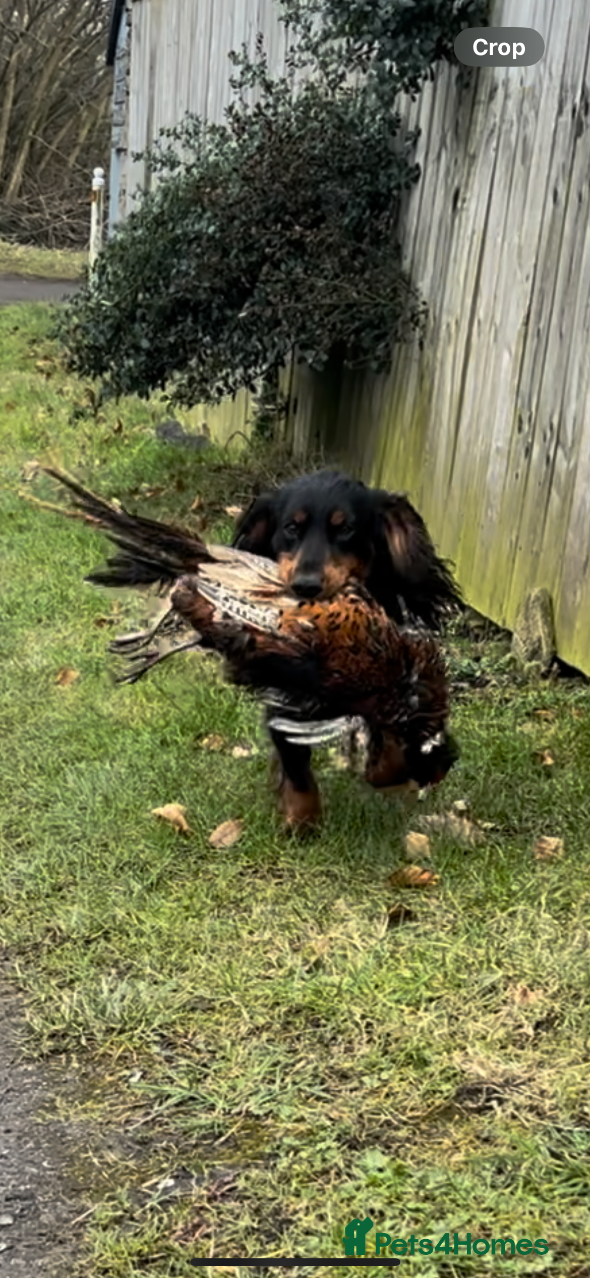 Cocker Spaniel dogs KC Registered Black and Tan Cocker Stud - Advert 10