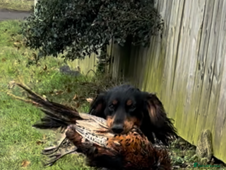 Cocker Spaniel dogs - Advert 27