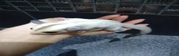 Sugar Glider rodents for sale: Stunning platinum baby boy  - Advert 2