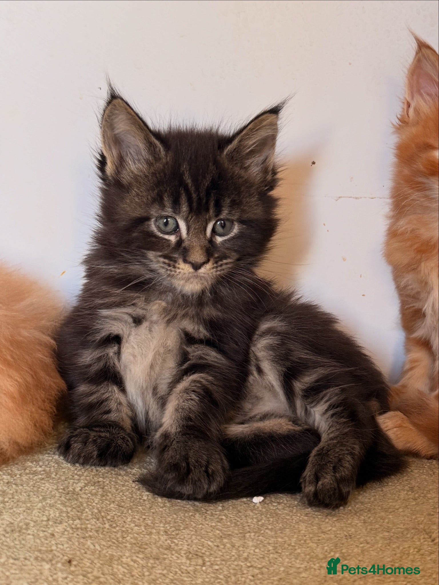 Maine Coon cats TICA registered Maine Coon kittens  - Advert 1