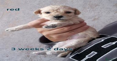 Poochon dogs - Advert 2