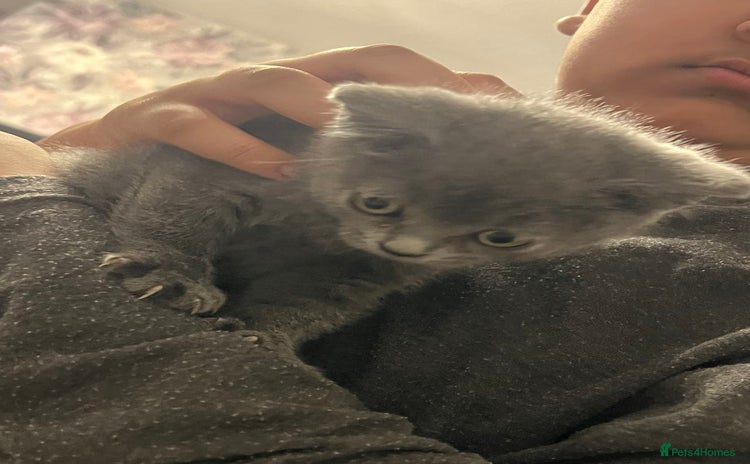 British Shorthair cats British short hair - Advert 1