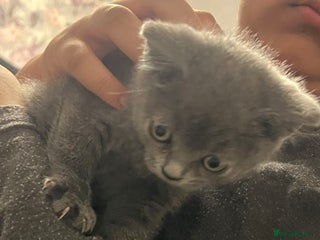 British Shorthair cats British short hair - Advert 5