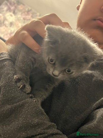 British Shorthair cats British short hair - Advert 1