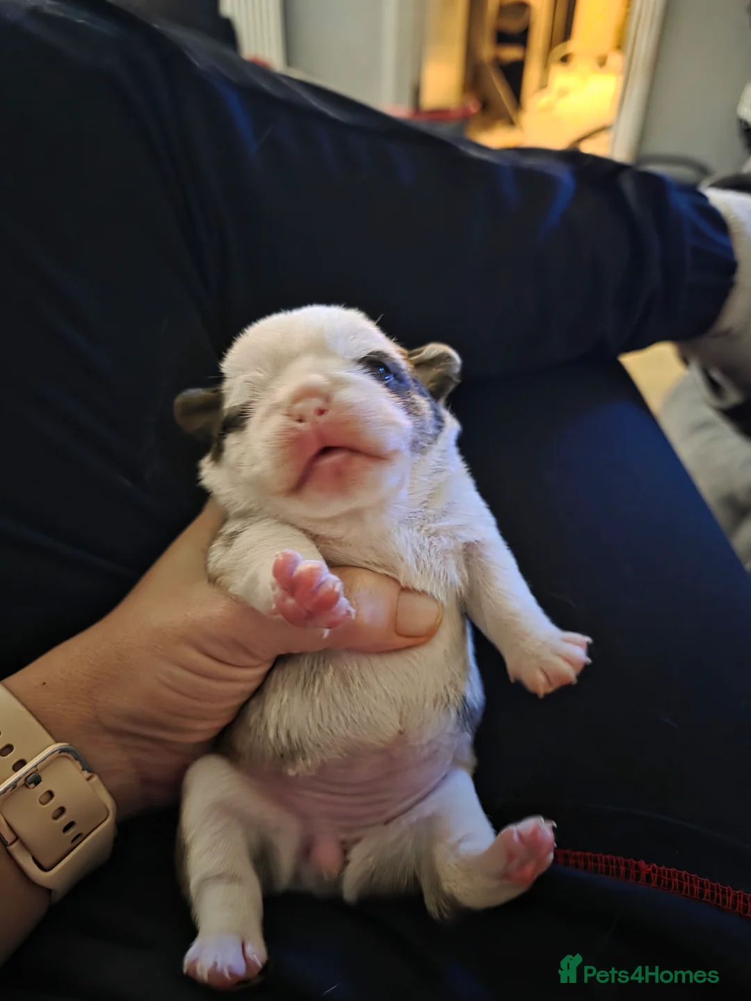 Pug dogs for sale: Kc registered rare colours last girl and boys  - Advert 39