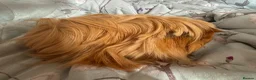 Guinea Pig rodents for sale: Peuivain guinea pig sows x 2 one boar  - Advert 3