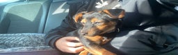 Mixed Breed dogs for sale: 5 month old pup  - Advert 5