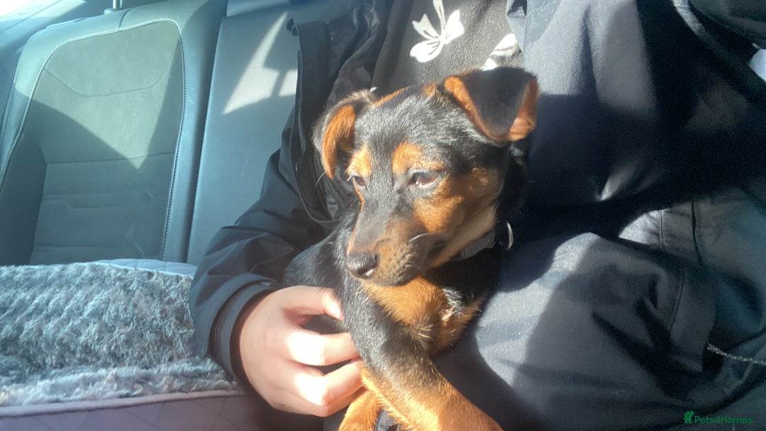 Mixed Breed dogs for sale: 5 month old pup  - Advert 5